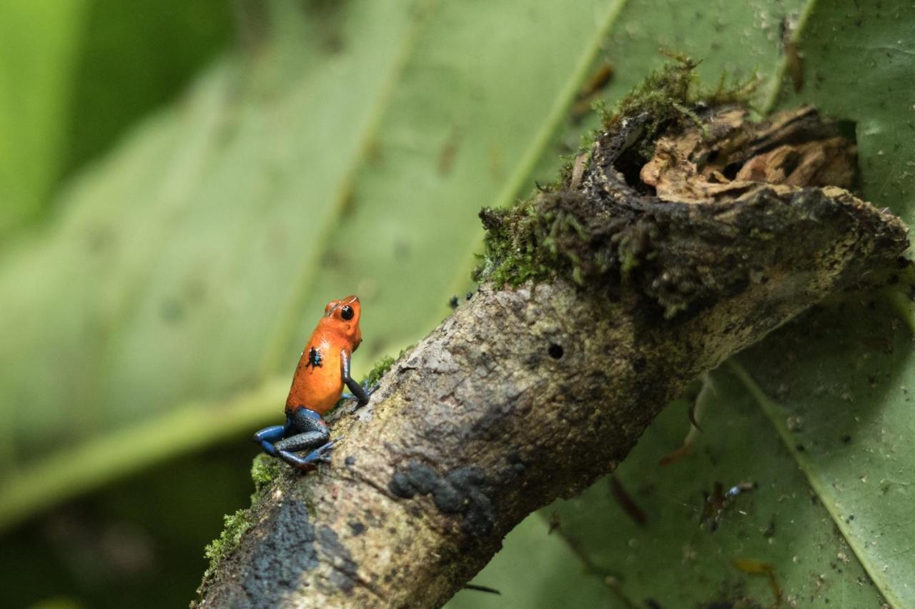 Cabanas Del Rio La Fortuna Eksteriør bilde